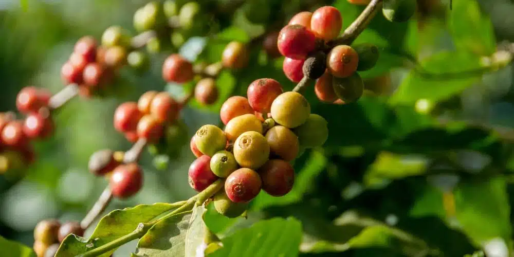 Coffee Cherries Growing