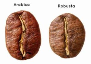 Arabica and robusta coffee beans compared