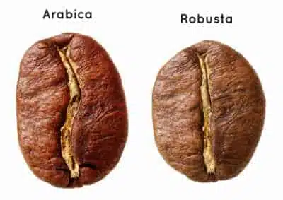 Arabica and robusta coffee beans compared