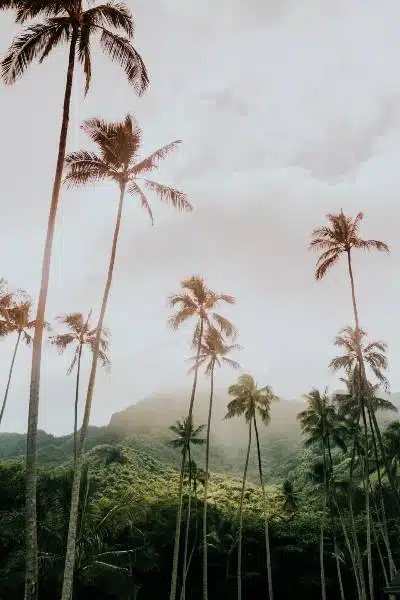 The landscape of Hawaii - The home of Kona coffee