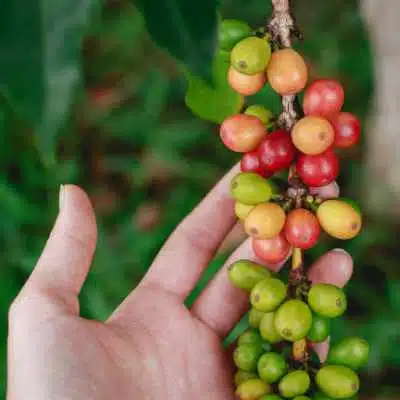 Some coffee cherries on the coffee plant