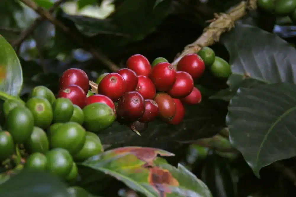 Some coffee cherries on a coffee plant