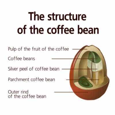 Structure Diagram of The Coffee Bean