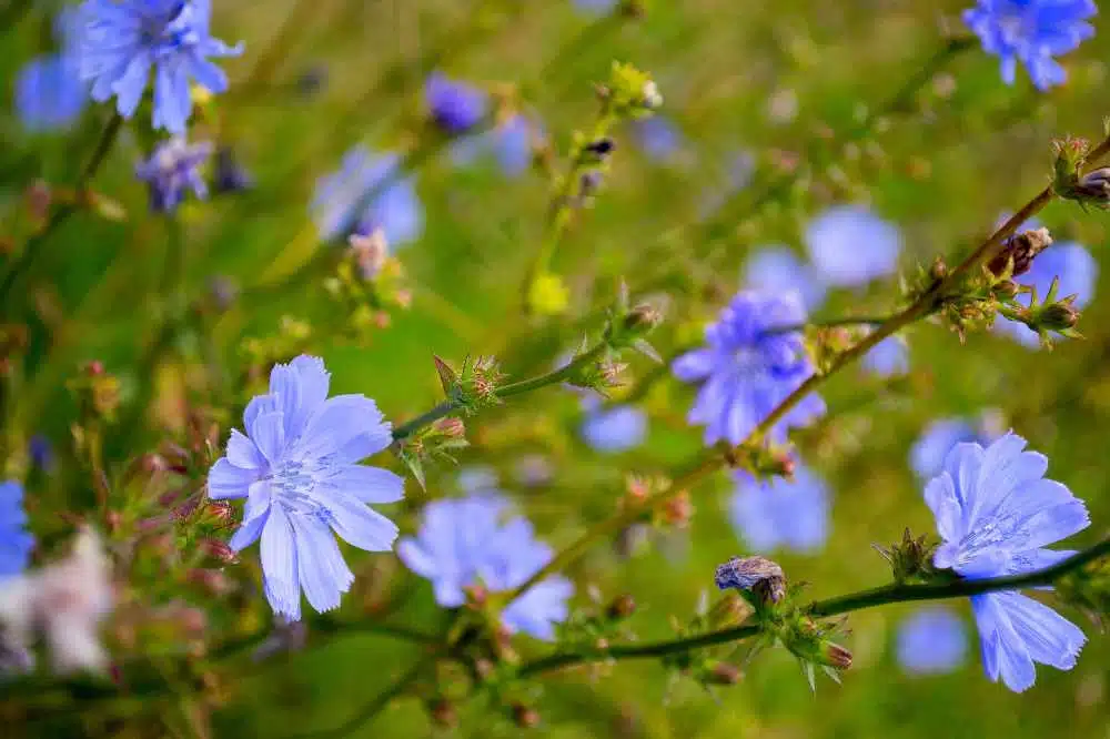 Some chicory flowers blowing in the wind