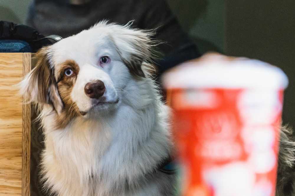 A doggy staring at a puppuccino
