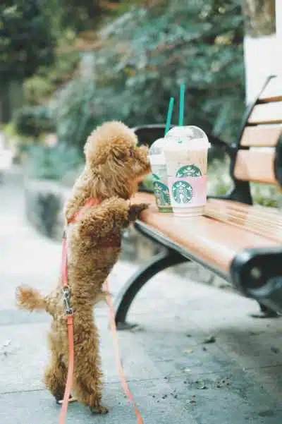 A pupper sniffing some coffee