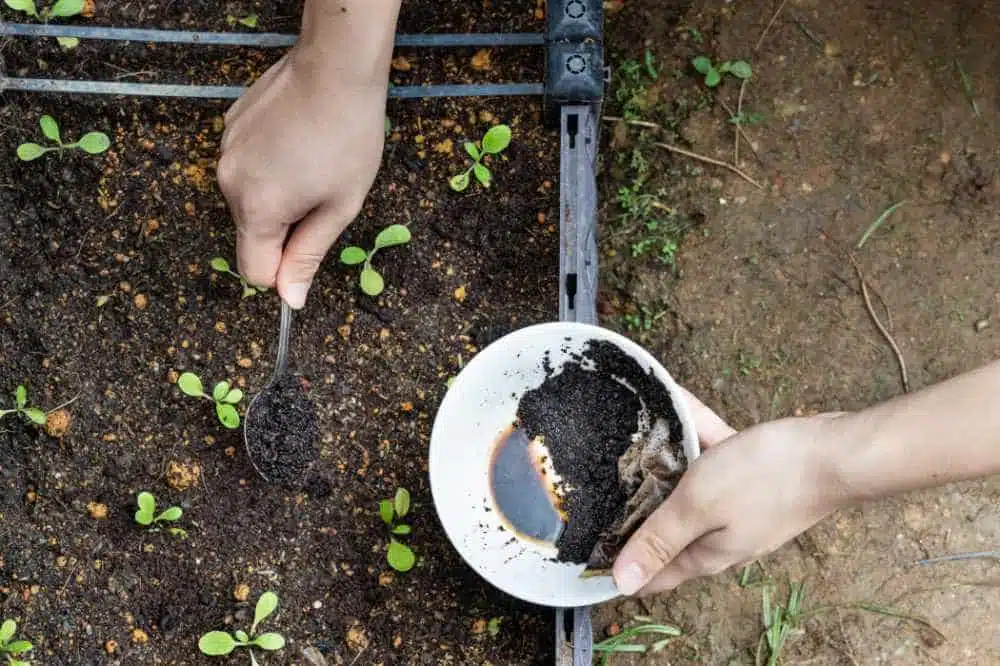 Sprinkling used coffee grounds over plant soil
