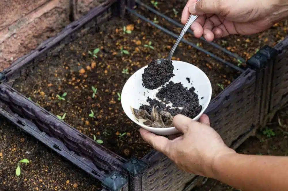 sprinkling used coffee grounds on plants