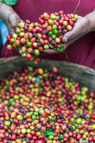 A person holding some harvested coffee cherries