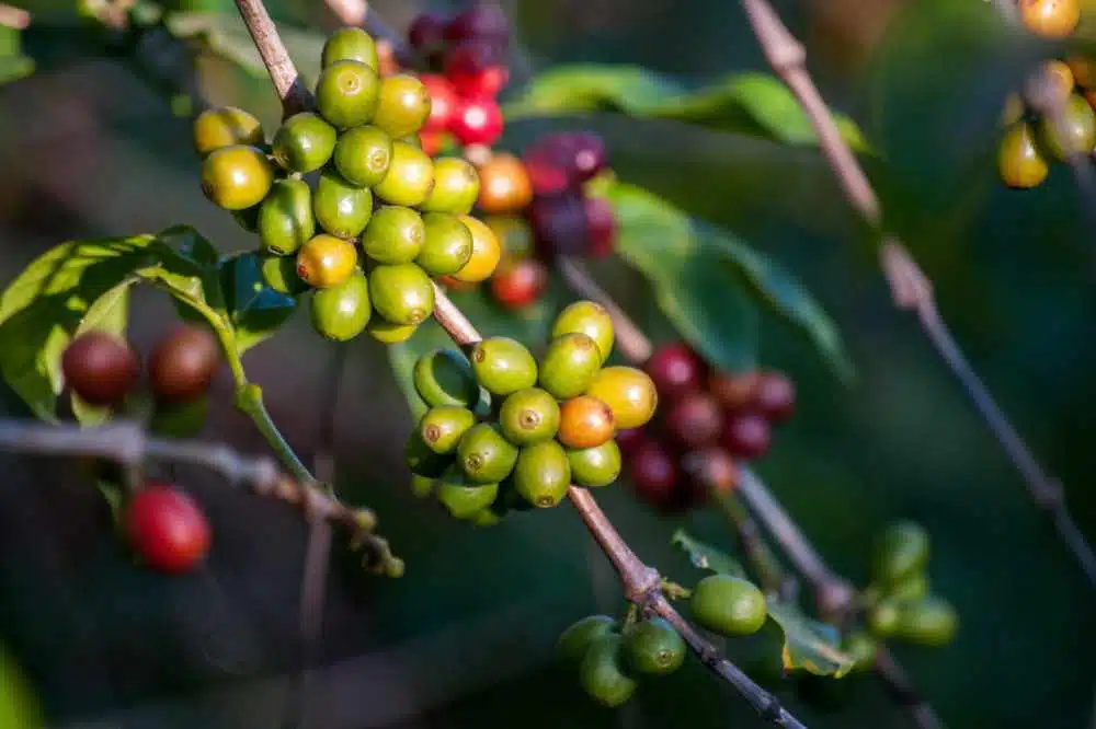 Some coffee cherries growing on a Coffea plant