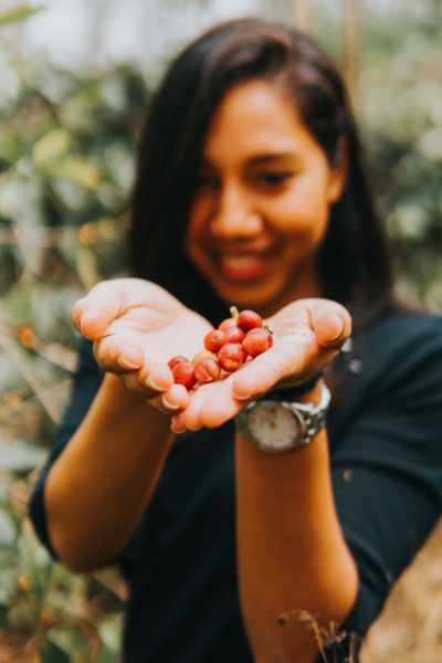 Someone holding some coffee cherries at Bali Beans Coffee and Roastery