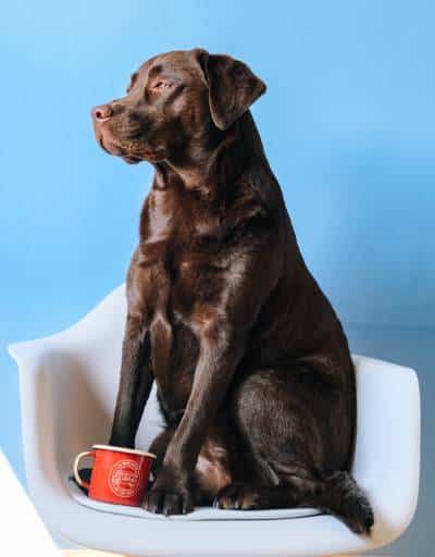 Dog with a cup of coffee