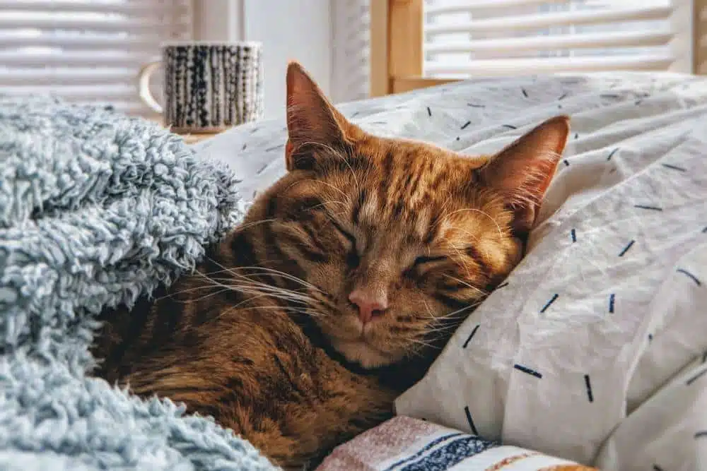 Sleepy cat with a cup of coffee