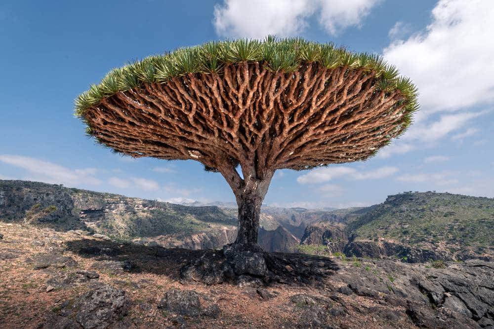 Yemen Tree