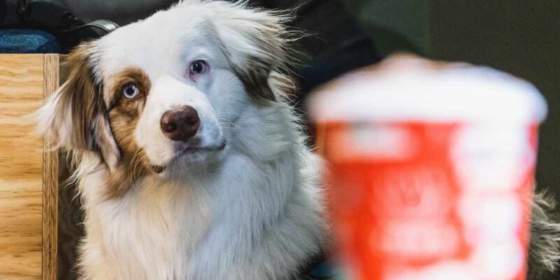 The Puppuccino (Starbucks Cater To Dogs)
