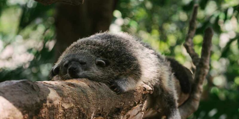 Is Monkey Poop Coffee Actually A Thing? (Sifting Through Kopi Luwak)