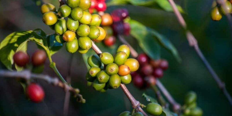 Which Country Produces The Most Coffee In The World?