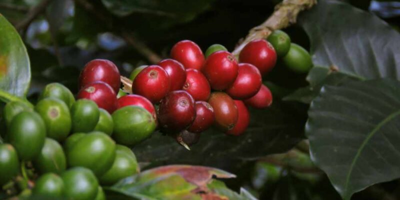 What is The Coffee Cherry? (The Unsung Fruity Hero of Coffee)