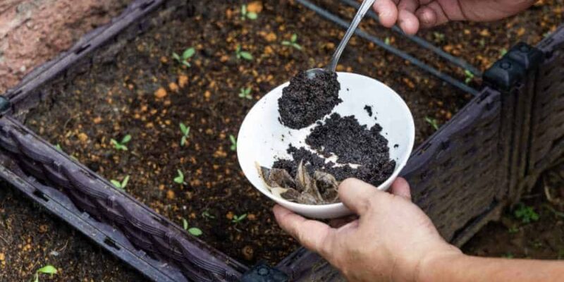 What Plants Like Coffee Grounds